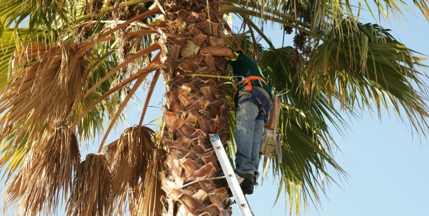 tree-trimming